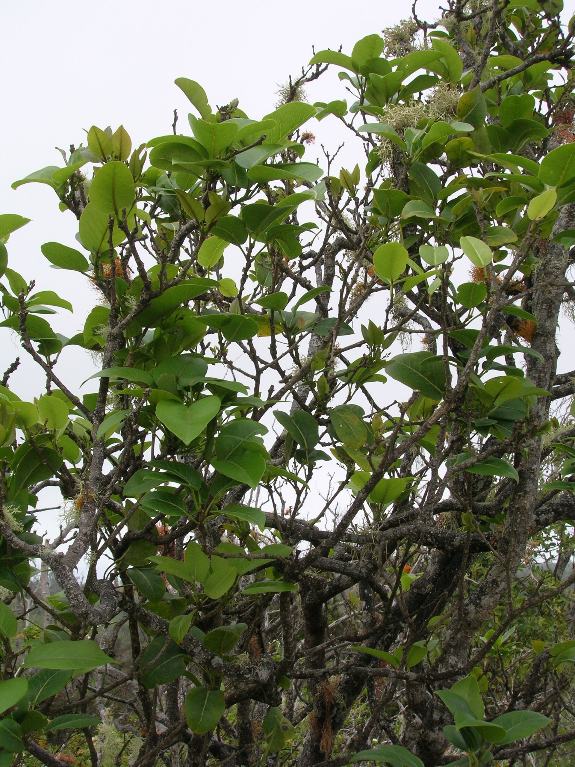 Imagem de referência de Zanthoxylum, descrito nos dados abertos como género de plantas