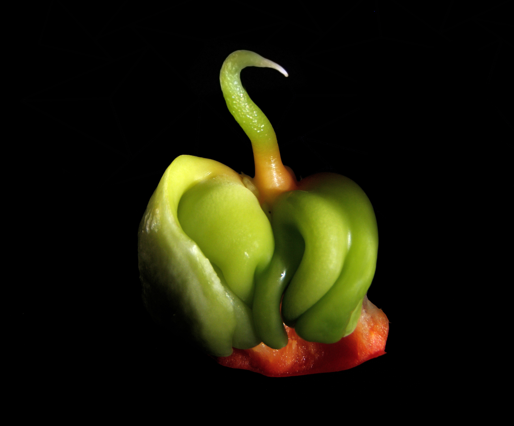 Imagem de referência de Piperaceae, descrito nos dados abertos como família de Plantas