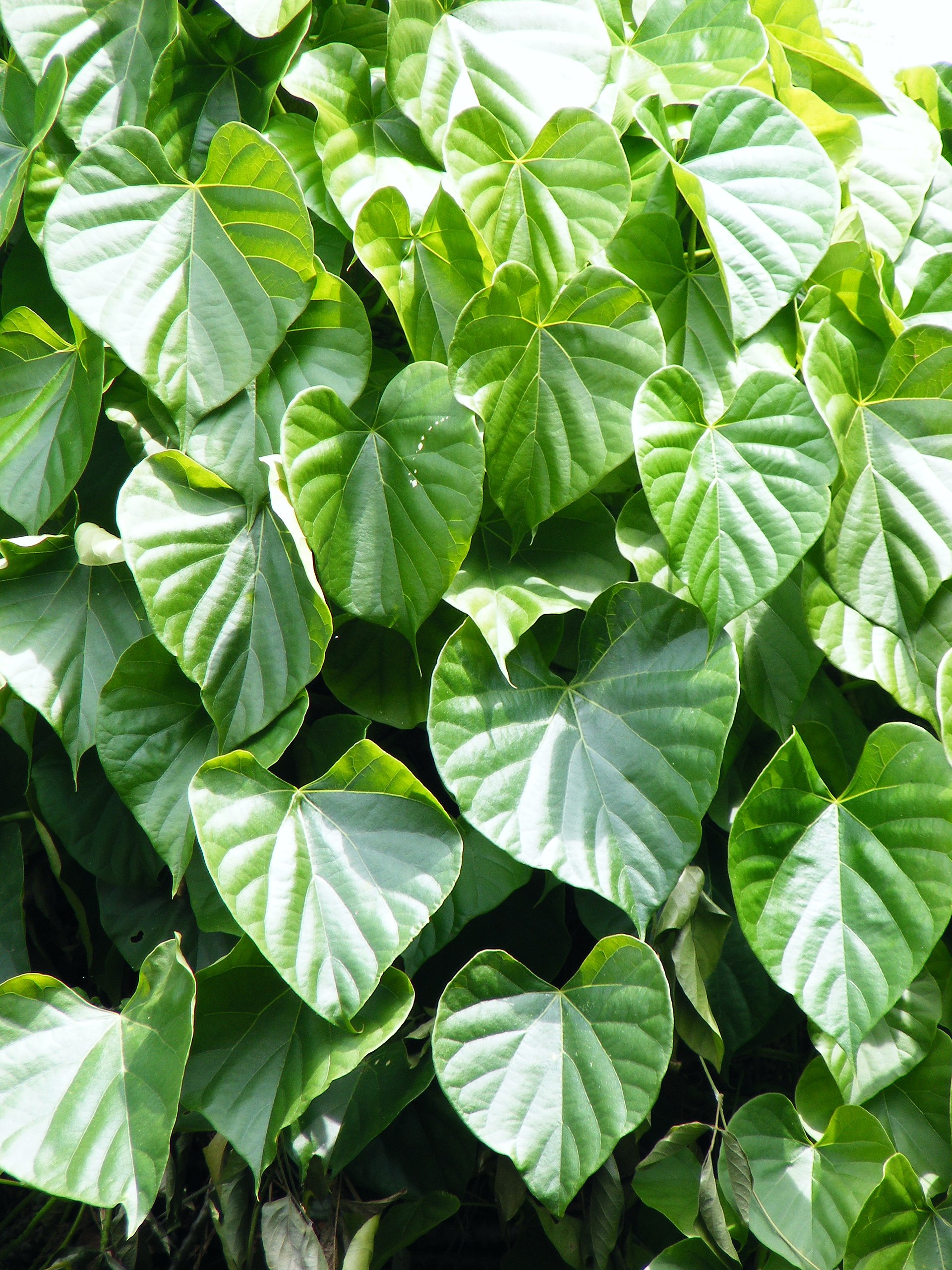 Imagem de referência de Tinospora, descrito nos dados abertos como género de plantas