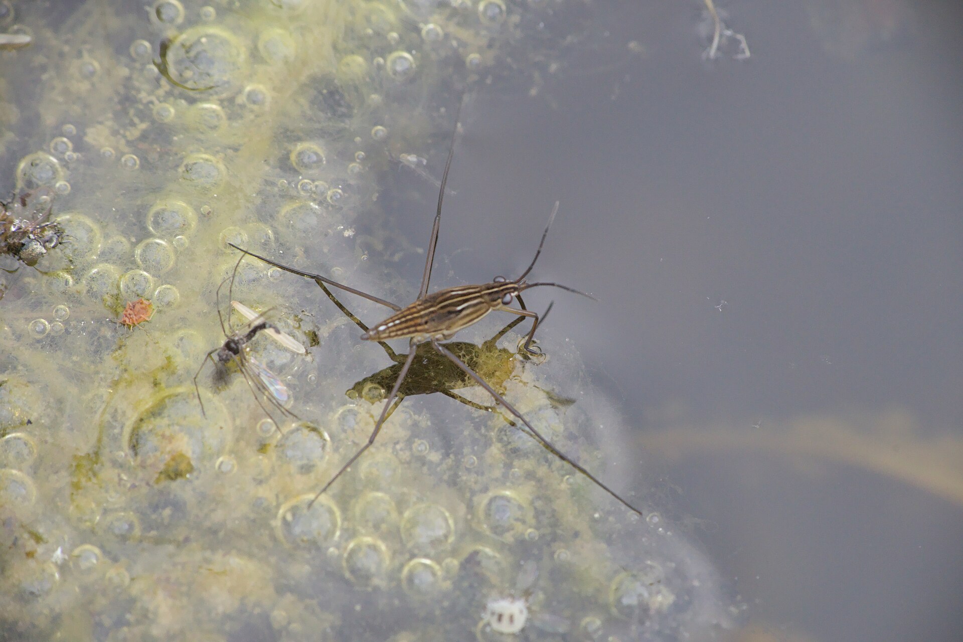 Imagem de referência de Limnoporus rufoscutellatus, descrito nos dados abertos como espécie de inseto