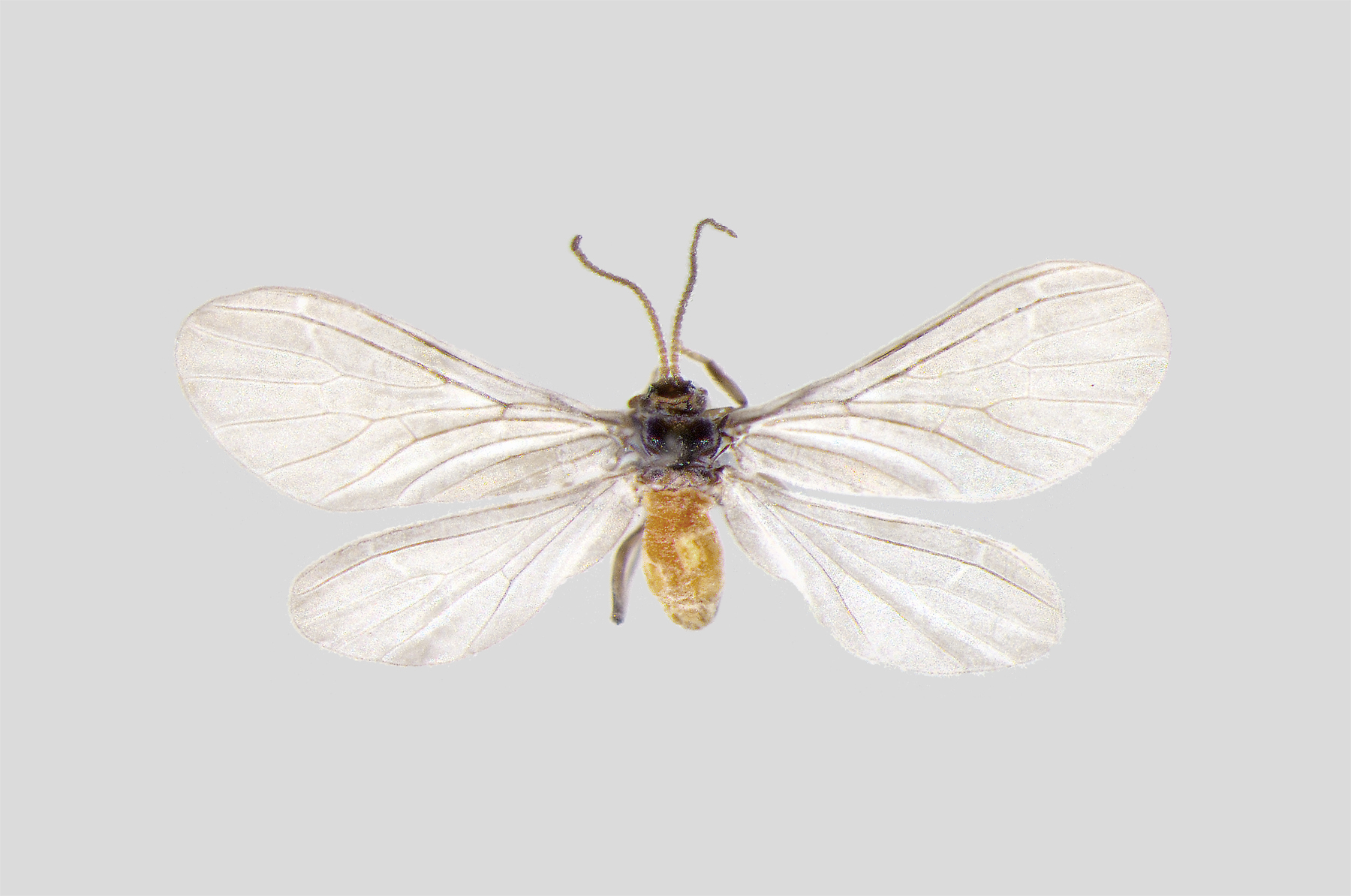 Imagem de referência de Coniopteryx borealis, descrito nos dados abertos como espécie de inseto