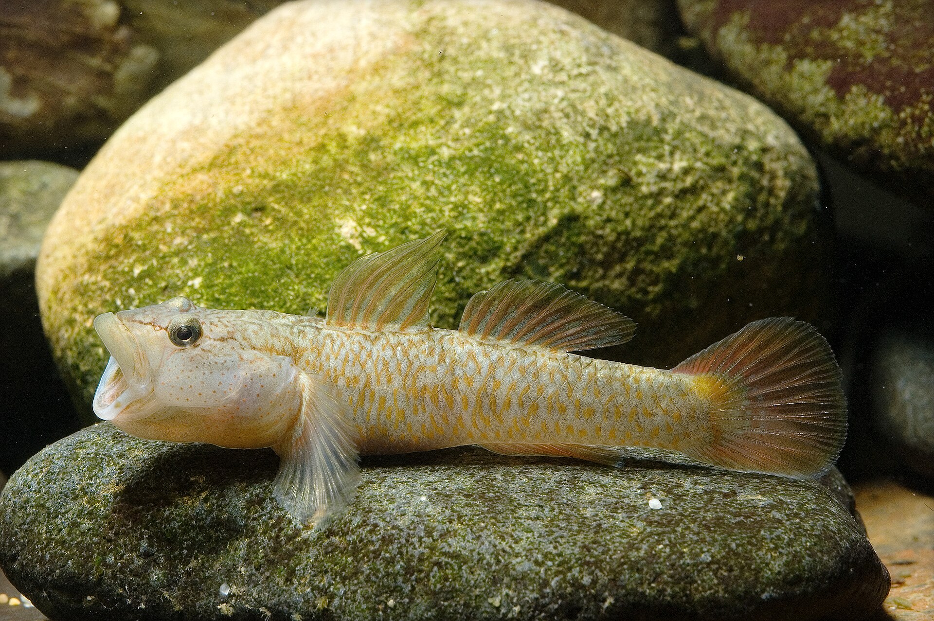 Imagem de referência de Rhinogobius, descrito nos dados abertos como género de peixes