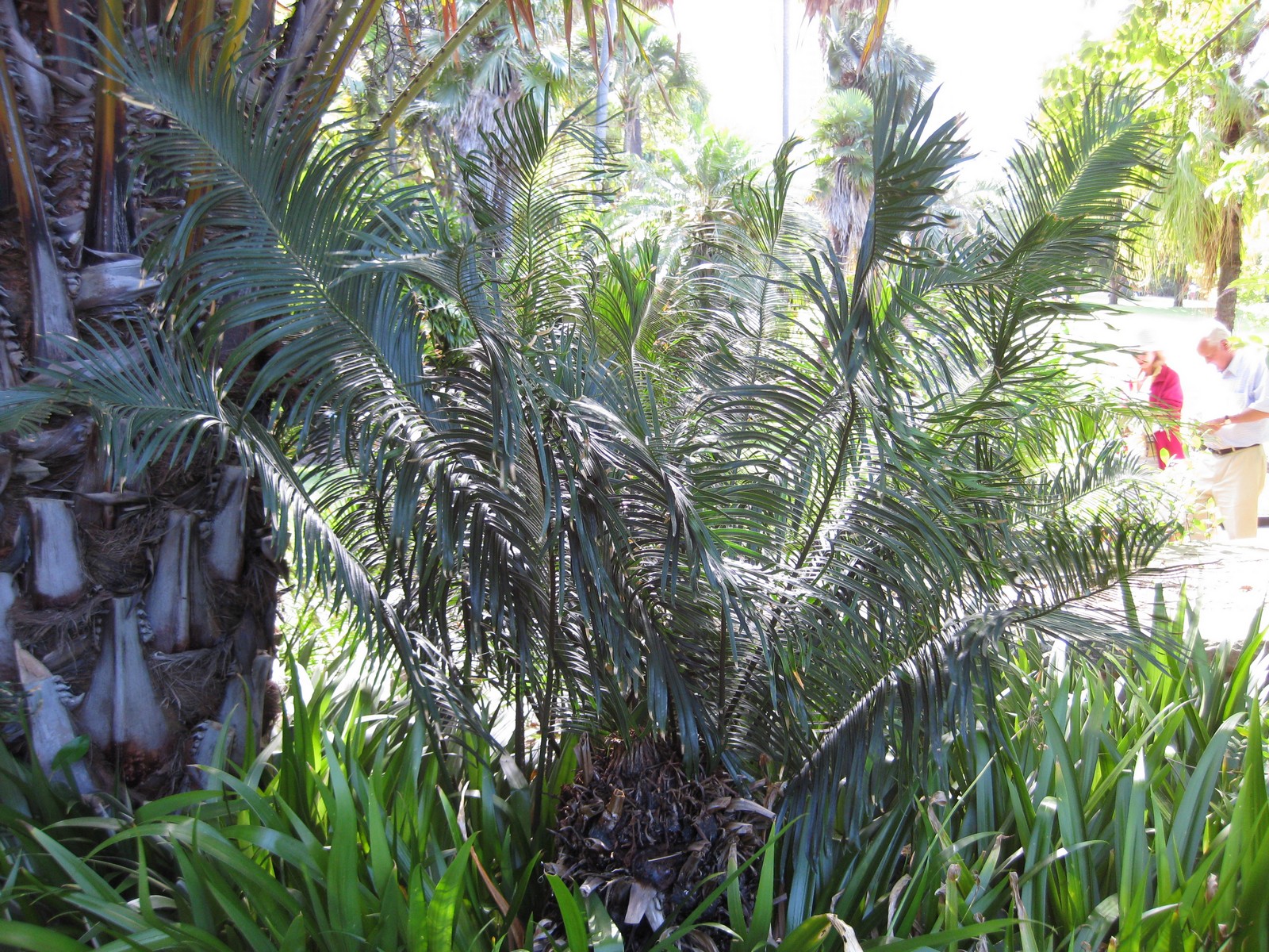 Imagem de referência de Cycas guizhouensis, descrito nos dados abertos como espécie de planta