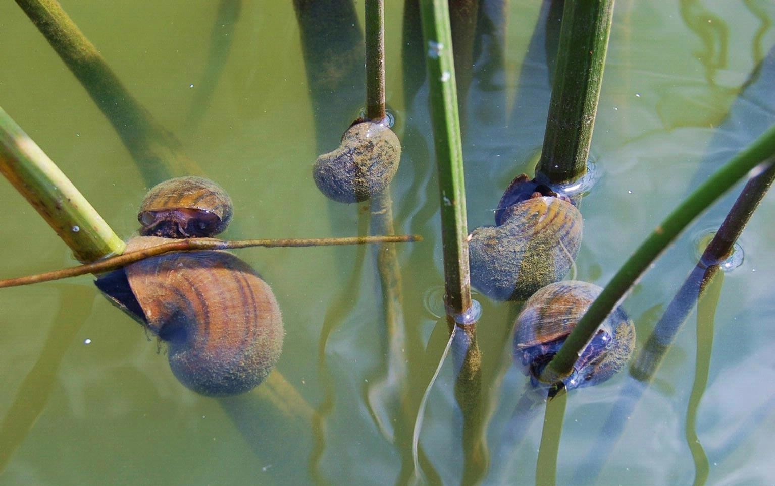 Imagem de referência relacionada a Pomacea maculata, item descrito como registro de referência sobre Pomacea maculata, organizado a partir de dados estruturados abertos