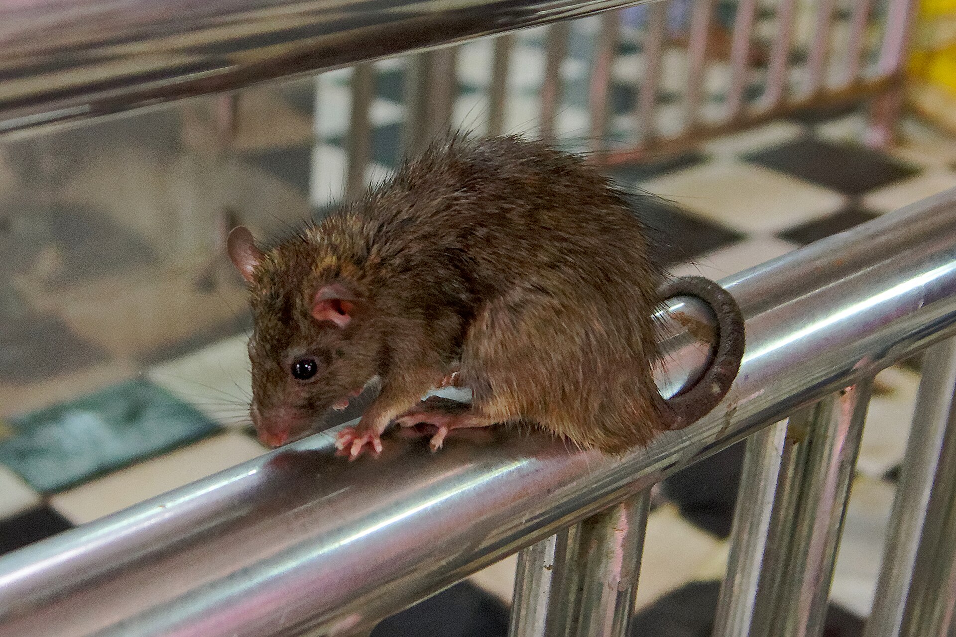 Imagem de referência relacionada a Rato-preto, item descrito como espécie de mamífero