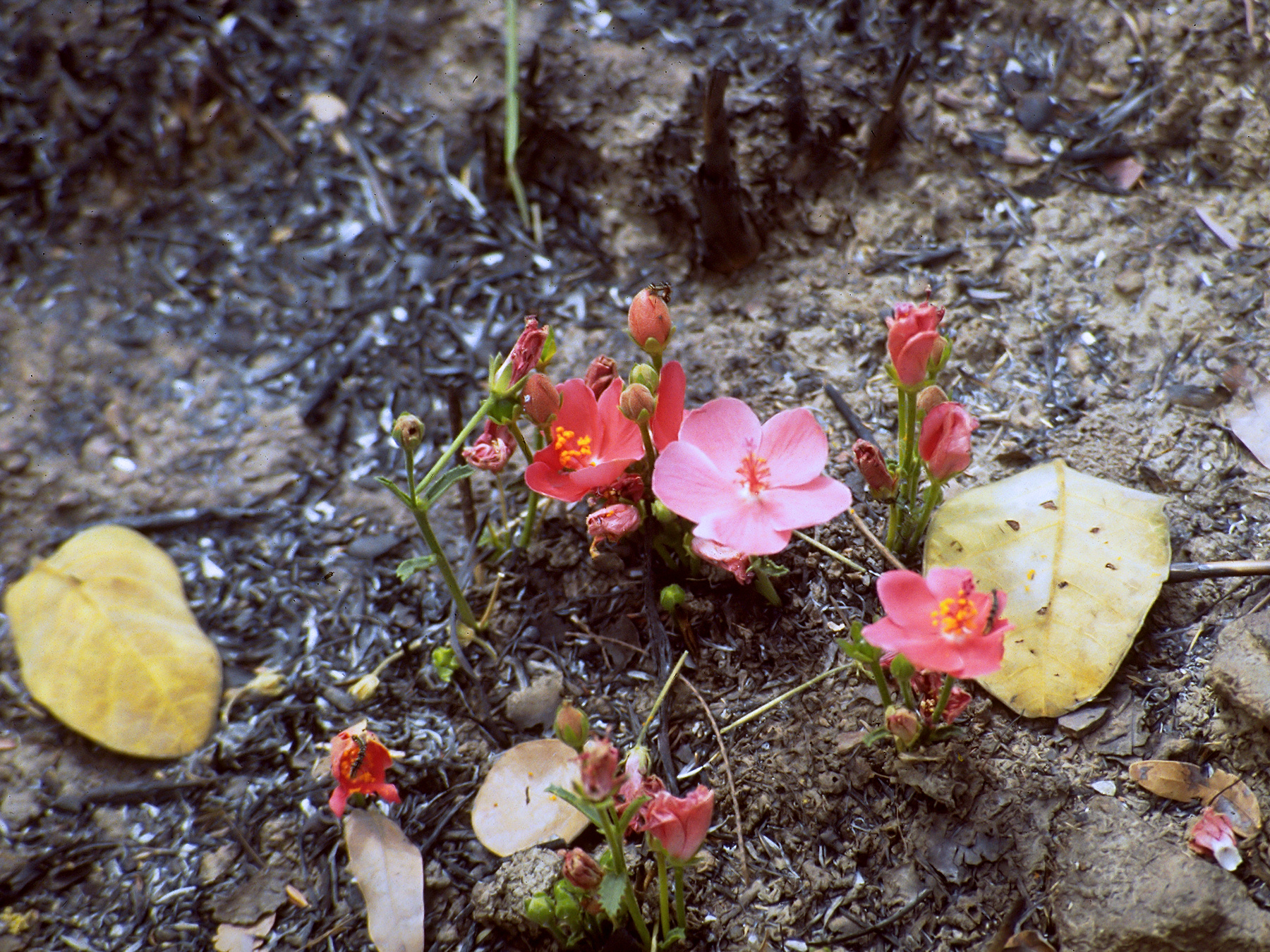 Imagem de referência de Hibiscus, descrito nos dados abertos como género de plantas