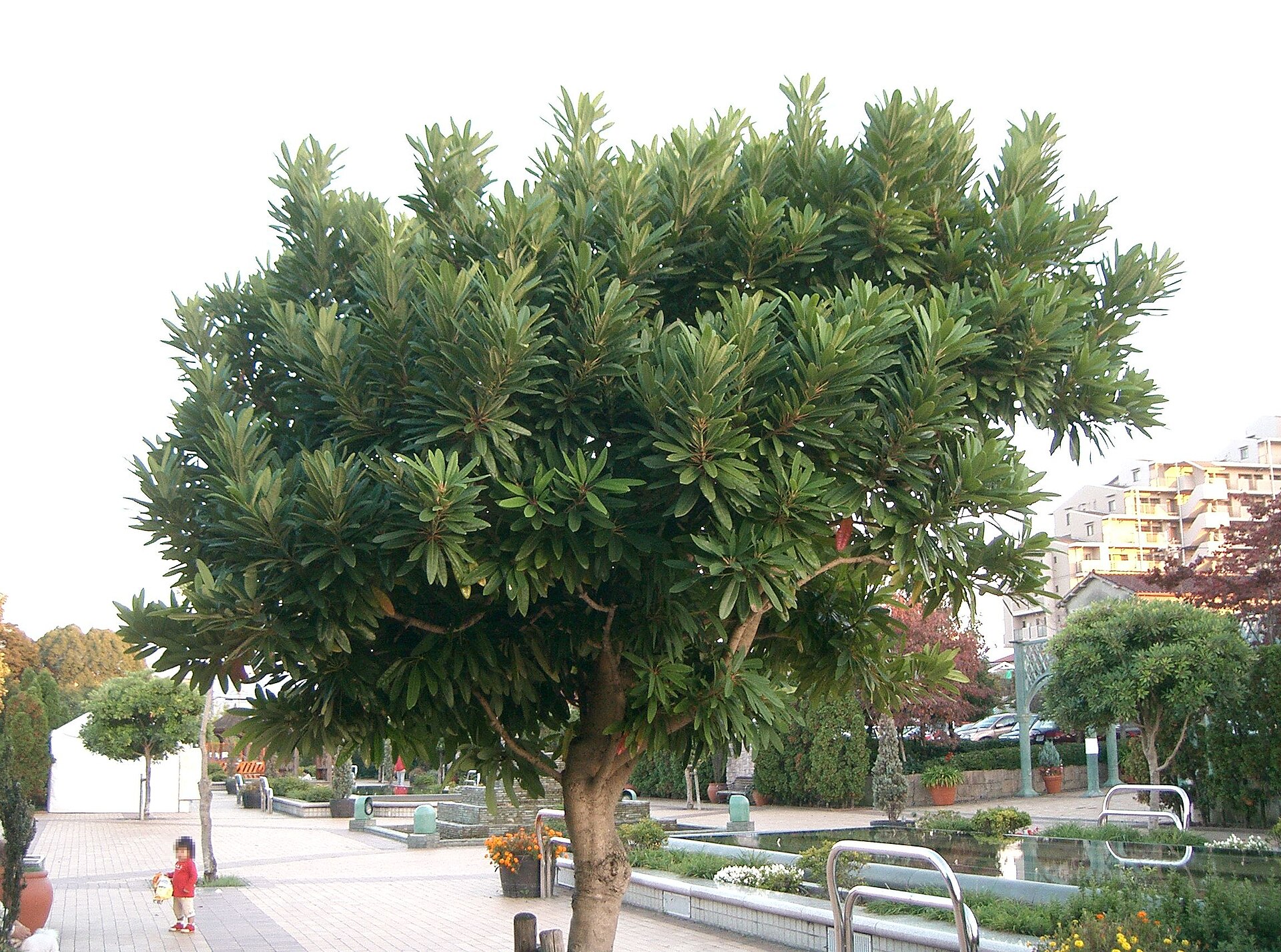 Imagem de referência de Daphniphyllaceae, descrito nos dados abertos como género de plantas