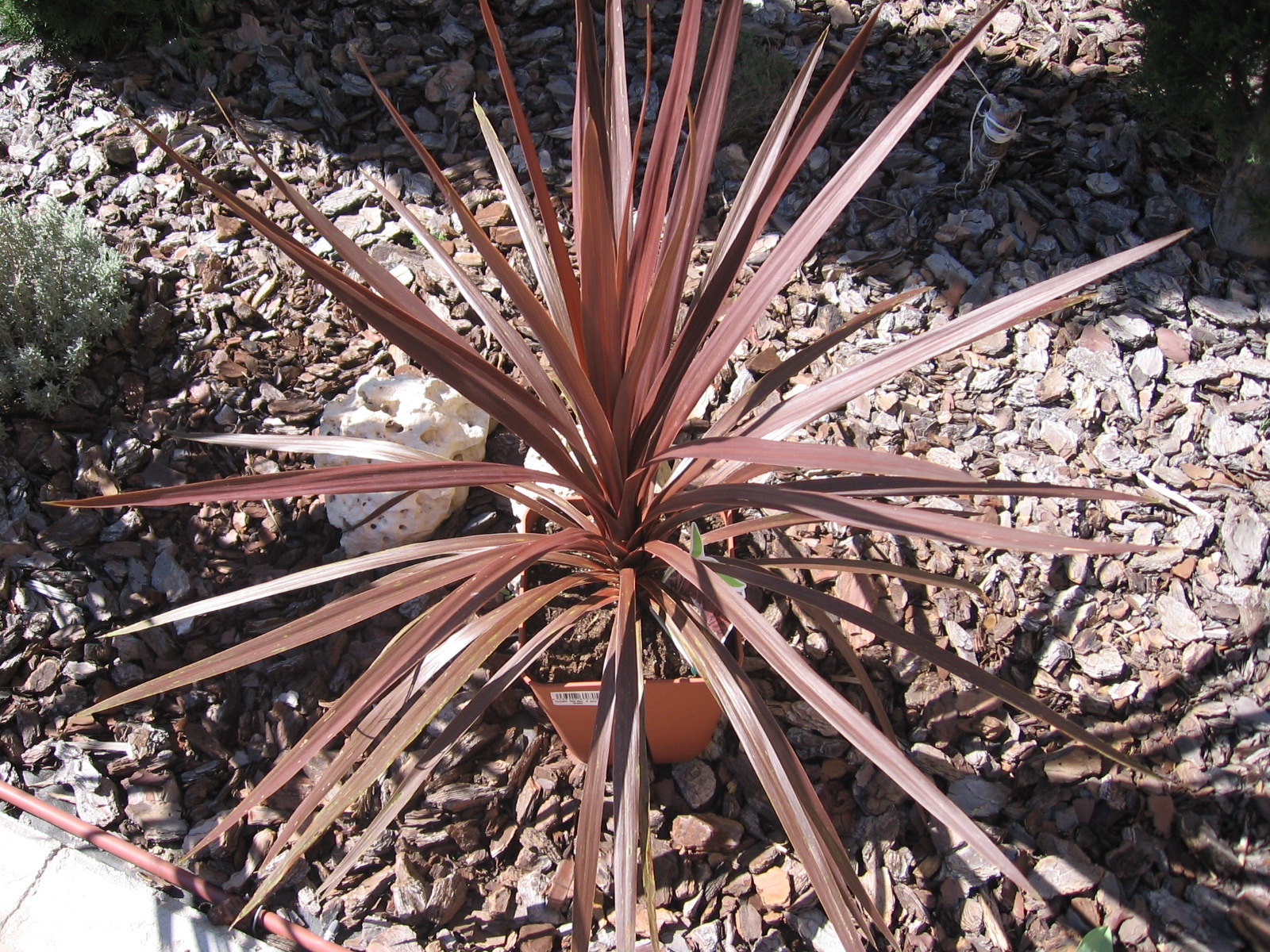 Imagem de referência de Cordyline, descrito nos dados abertos como género de plantas