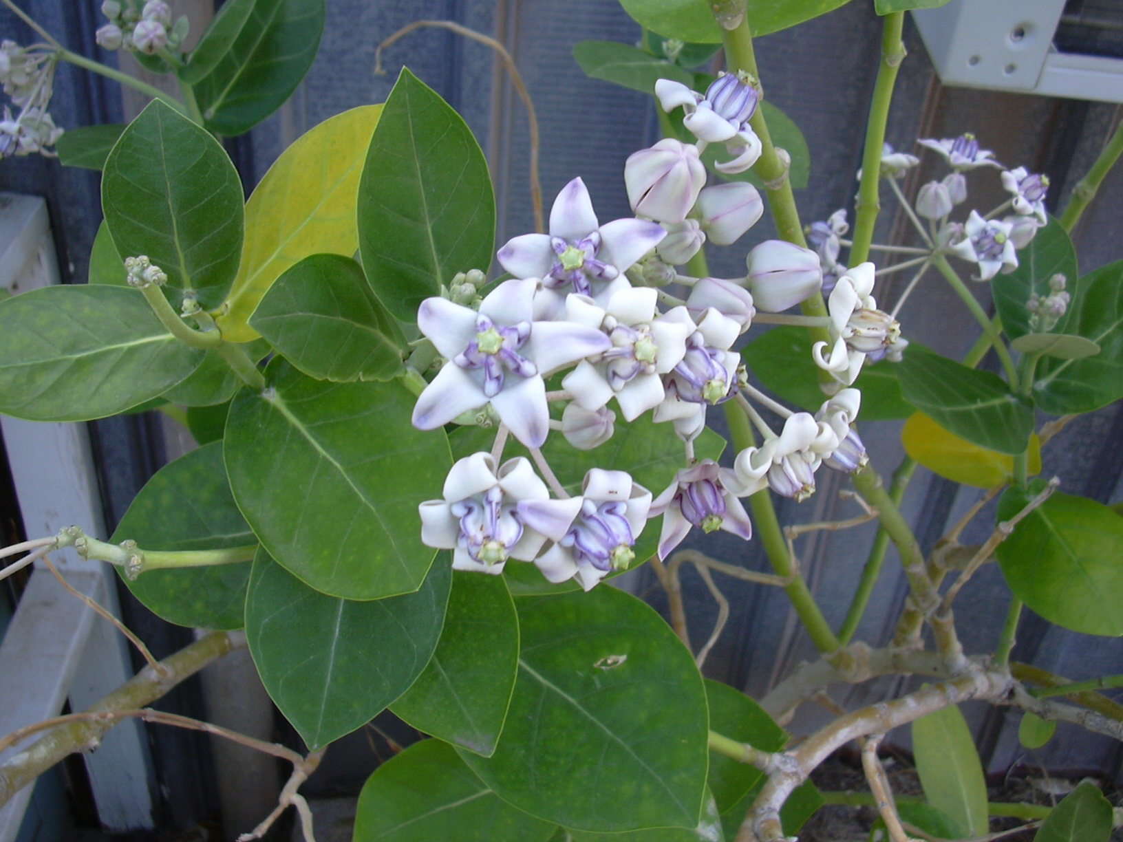 Imagem de referência de Calotropis, descrito nos dados abertos como género de plantas