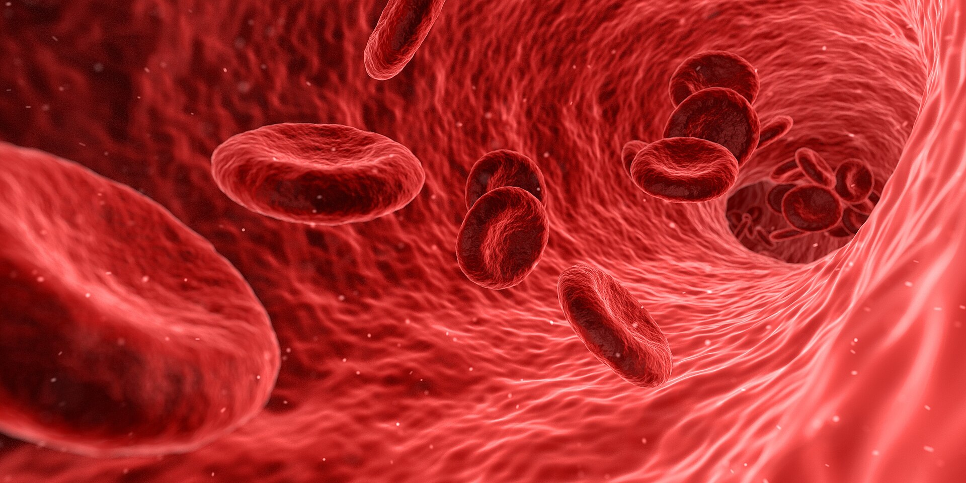 Imagem de referência de hemácia, descrito nos dados abertos como células vermelhas do sangue