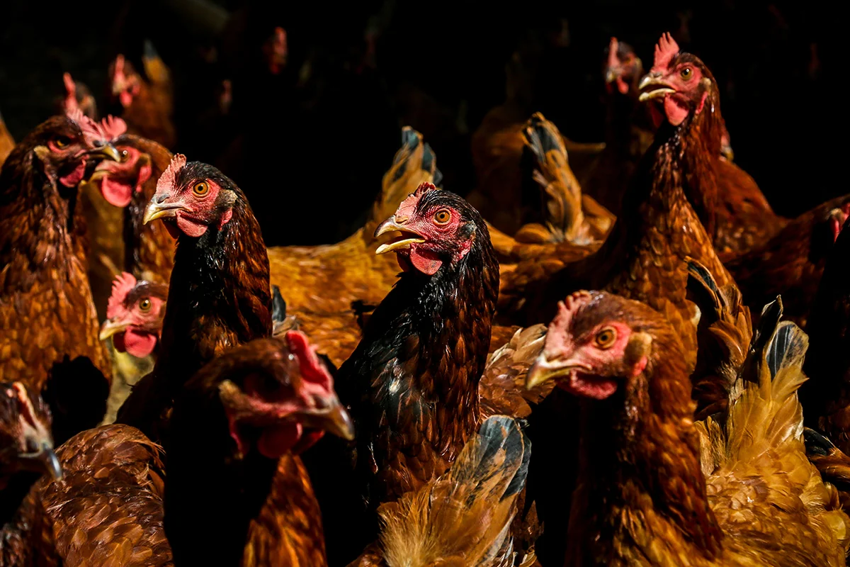 Galinhas poedeiras que dão até 300 ovos por dia - Foto: Gustavo Moreno/Especial Metrópoles